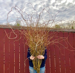 Willow Curly Sevier Blumen